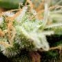 Cannabis Seeds Outlet Amnesia Crack Smoke Buds Weed Ganja Skunk Dope Pot Images Pics Nuggets