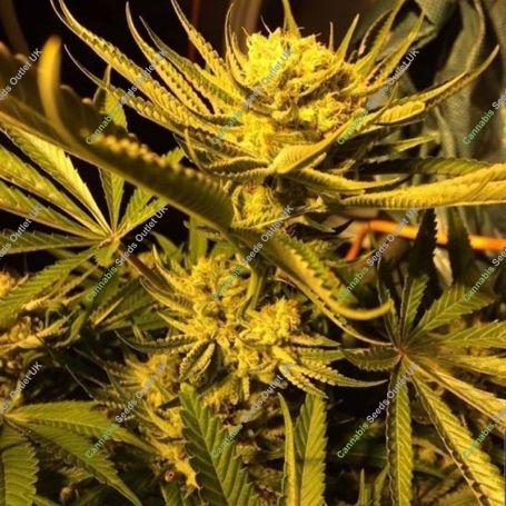 Concrete Zkittlez Feminized Marijuana Strain by Concrete Jungle For Sale Online at Cannabis Seeds Outlet