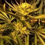 Concrete Zkittlez Feminized Marijuana Strain by Concrete Jungle For Sale Online at Cannabis Seeds Outlet