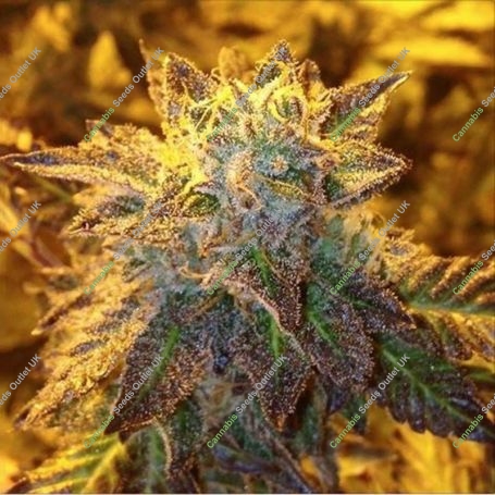 Gelato 33 Feminized Marijuana Strain by Concrete Jungle For Sale Online at Cannabis Seeds Outlet