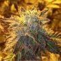 Gelato 33 Feminized Marijuana Strain by Concrete Jungle For Sale Online at Cannabis Seeds Outlet