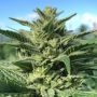 Gorilla G Feminized Marijuana Strain by Concrete Jungle For Sale Online at Cannabis Seeds Outlet