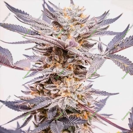 Grand Daddy Purple Feminized Marijuana Strain by Concrete Jungle For Sale Online at Cannabis Seeds Outlet