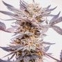 Grand Daddy Purple Feminized Marijuana Strain by Concrete Jungle For Sale Online at Cannabis Seeds Outlet