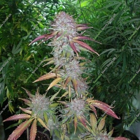 Grapefruit Diesel Feminized Marijuana Strain by Concrete Jungle For Sale Online at Cannabis Seeds Outlet