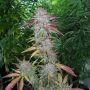 Grapefruit Diesel Feminized Marijuana Strain by Concrete Jungle For Sale Online at Cannabis Seeds Outlet