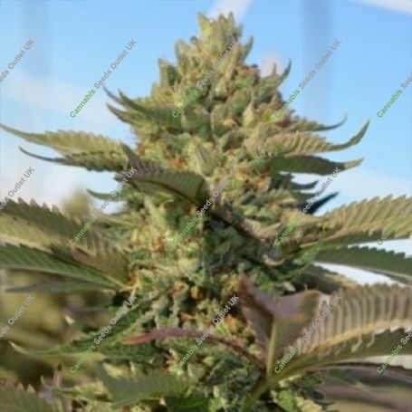 Nata Naranja Auto Feminized Marijuana Strain by Concrete Jungle For Sale Online at Cannabis Seeds Outlet