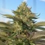 Nata Naranja Auto Feminized Marijuana Strain by Concrete Jungle For Sale Online at Cannabis Seeds Outlet