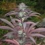 Purple Pineberry Feminized Marijuana Strain by Concrete Jungle For Sale Online at Cannabis Seeds Outlet