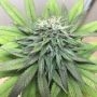 SFV OG Feminized Marijuana Strain by Concrete Jungle For Sale Online at Cannabis Seeds Outlet