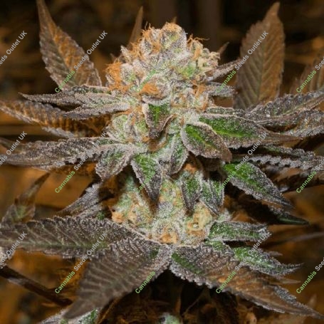 Sunset Sherbet Feminized Marijuana Strain by Concrete Jungle For Sale Online at Cannabis Seeds Outlet
