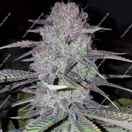 Wedding Cake Feminized Marijuana Strain by Concrete Jungle For Sale Online at Cannabis Seeds Outlet