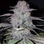 Wedding Cake Feminized Marijuana Strain by Concrete Jungle For Sale Online at Cannabis Seeds Outlet
