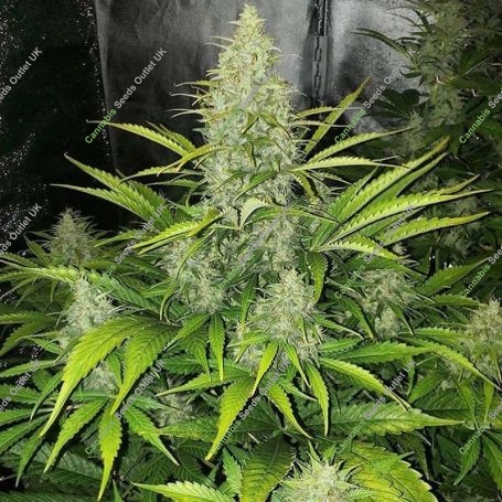 Reekn Auto Feminized Marijuana Strain by Devils Harvest For Sale Online at Cannabis Seeds Outlet
