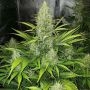 Reekn Auto Feminized Marijuana Strain by Devils Harvest For Sale Online at Cannabis Seeds Outlet