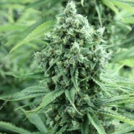 Casey Jones Regular Marijuana Strain by Devils Harvest For Sale Online at Cannabis Seeds Outlet
