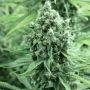 Casey Jones Regular Marijuana Strain by Devils Harvest For Sale Online at Cannabis Seeds Outlet