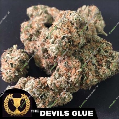 Devils Glue Feminized Marijuana Strain by Devils Harvest For Sale Online at Cannabis Seeds Outlet