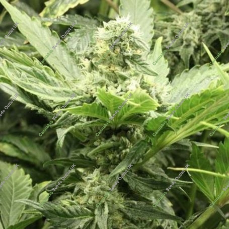 Fallen Angel Regular Marijuana Strain by Devils Harvest For Sale Online at Cannabis Seeds Outlet