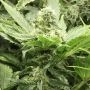Fallen Angel Regular Marijuana Strain by Devils Harvest For Sale Online at Cannabis Seeds Outlet