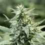 Golden Haze Feminized Marijuana Strain by Devils Harvest For Sale Online at Cannabis Seeds Outlet