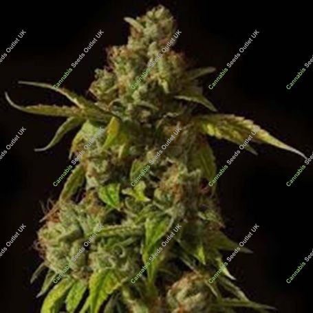 Hells Bells Regular Marijuana Strain by Devils Harvest For Sale Online at Cannabis Seeds Outlet