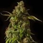 Hells Bells Regular Marijuana Strain by Devils Harvest For Sale Online at Cannabis Seeds Outlet