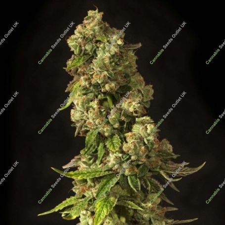 John Doe Regular Marijuana Strain by Devils Harvest For Sale Online at Cannabis Seeds Outlet