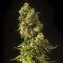 John Doe Regular Marijuana Strain by Devils Harvest For Sale Online at Cannabis Seeds Outlet