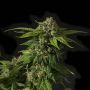 Khufu Reg Devils Harvest Cannabis Seeds