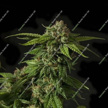 Khufu Regular Marijuana Strain by Devils Harvest For Sale Online at Cannabis Seeds Outlet