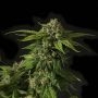 Khufu Regular Marijuana Strain by Devils Harvest For Sale Online at Cannabis Seeds Outlet