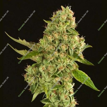 Kuchi Regular Marijuana Strain by Devils Harvest For Sale Online at Cannabis Seeds Outlet