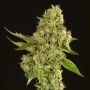 Kuchi Regular Marijuana Strain by Devils Harvest For Sale Online at Cannabis Seeds Outlet