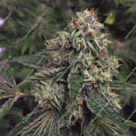 OG Reekn Regular Marijuana Strain by Devils Harvest For Sale Online at Cannabis Seeds Outlet