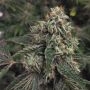 OG Reekn Regular Marijuana Strain by Devils Harvest For Sale Online at Cannabis Seeds Outlet