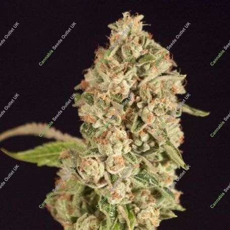 Raspberry Waffles Feminized Marijuana Strain by Devils Harvest For Sale Online at Cannabis Seeds Outlet
