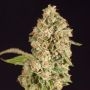 Raspberry Waffles Feminized Marijuana Strain by Devils Harvest For Sale Online at Cannabis Seeds Outlet