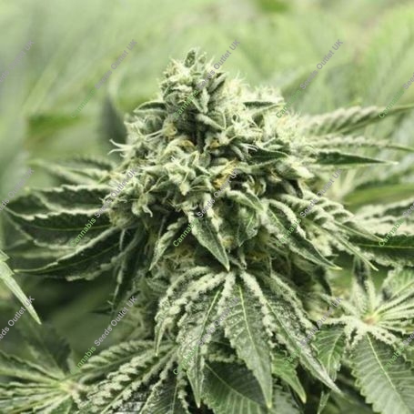 Rollex OG Kush Regular Marijuana Strain by Devils Harvest For Sale Online at Cannabis Seeds Outlet