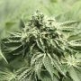 Rollex OG Kush Regular Marijuana Strain by Devils Harvest For Sale Online at Cannabis Seeds Outlet
