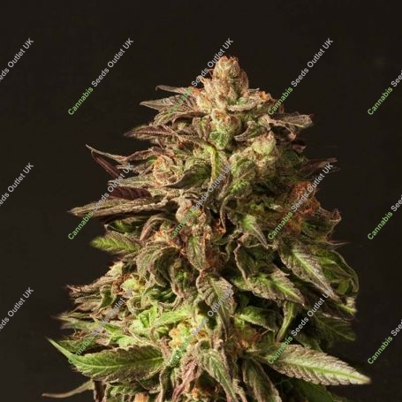 Shoreline Feminized Marijuana Strain by Devils Harvest For Sale Online at Cannabis Seeds Outlet