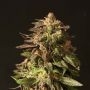 Shoreline Feminized Marijuana Strain by Devils Harvest For Sale Online at Cannabis Seeds Outlet