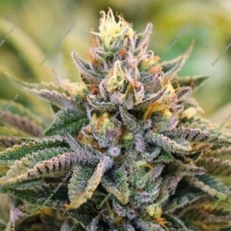 Strawberry Sour Diesel Feminized Marijuana Strain by Devils Harvest For Sale Online at Cannabis Seeds Outlet