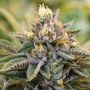 Strawberry Sour Diesel Feminized Marijuana Strain by Devils Harvest For Sale Online at Cannabis Seeds Outlet
