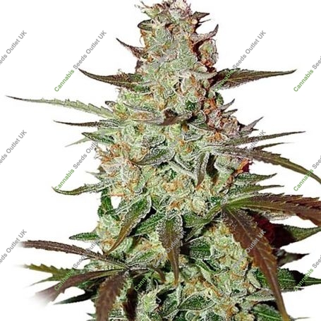 Blueberry Express Auto Feminized Marijuana Strain by Dispensario Seeds For Sale Online at Cannabis Seeds Outlet