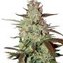 Blueberry Express Auto Feminized Marijuana Strain by Dispensario Seeds For Sale Online at Cannabis Seeds Outlet