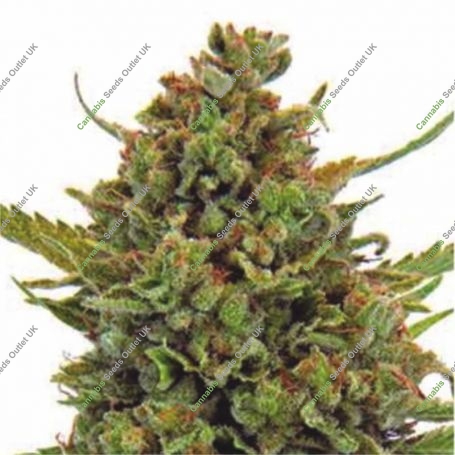 Clinical Mass Auto Feminized Marijuana Strain by Dispensario Seeds For Sale Online at Cannabis Seeds Outlet