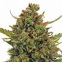 Clinical Mass Auto Feminized Marijuana Strain by Dispensario Seeds For Sale Online at Cannabis Seeds Outlet