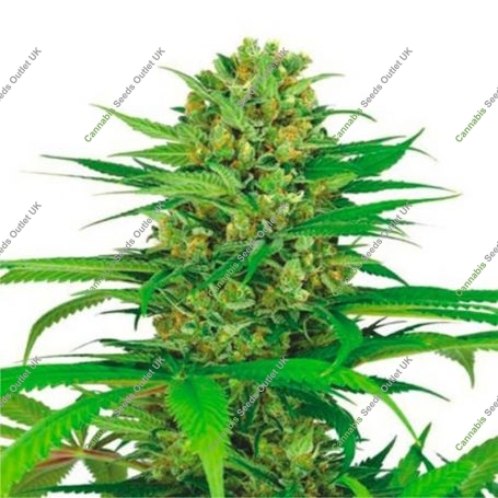 Cream Bubblegum Auto Feminized Marijuana Strain by Dispensario Seeds For Sale Online at Cannabis Seeds Outlet