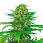 Cream Bubblegum Auto Feminized Marijuana Strain by Dispensario Seeds For Sale Online at Cannabis Seeds Outlet